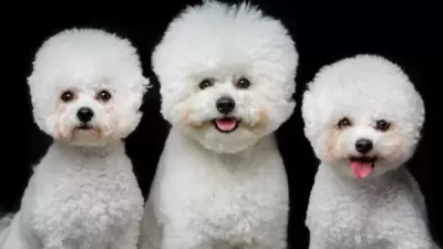 비숑 프리제 초보자가 훈련시키는 방법